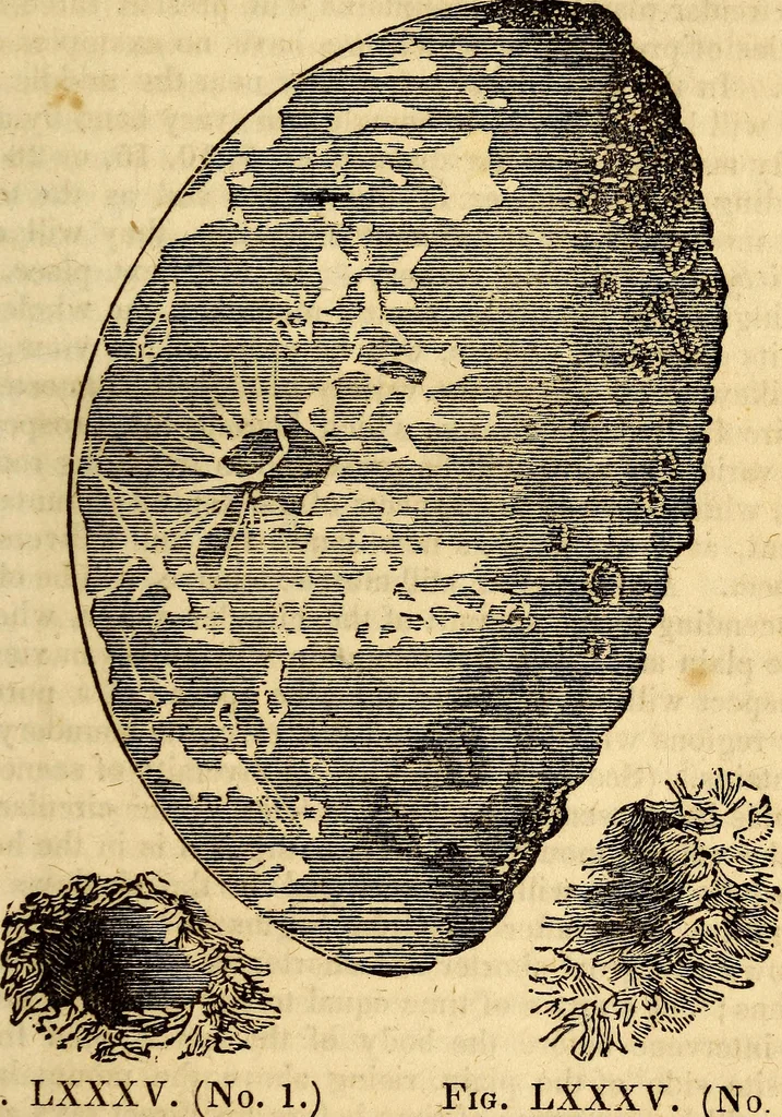 An illustration from Celestial scenery, or, The Wonders of the planetary system displayed : illustrating the perfections of deity and a plurality of worlds, 1845, leaf 244