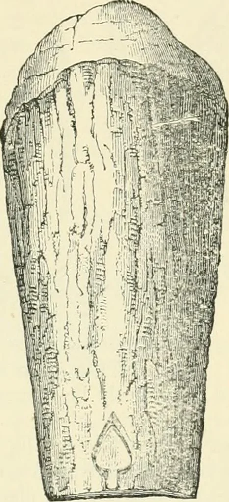 An illustration from The Celt, the Roman, and the Saxon : a history of the early inhabitants of Britain, down to the conversion of the Anglo-Saxons to Christianity ; illustrated by the ancient remains brought to light by recent research / by Thomas Wright ; with numerous engravings on wood, 1902, leaf 388