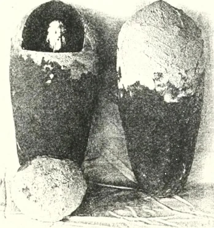 An illustration from The Cemeteries of Abydos, 1913, leaf 104