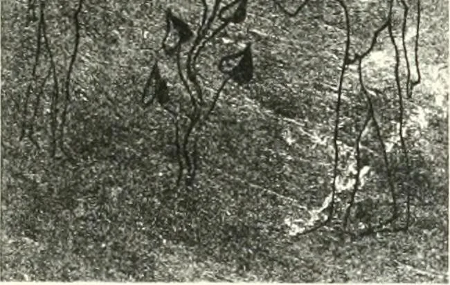 An illustration from The Cemeteries of Abydos, 1913, leaf 104