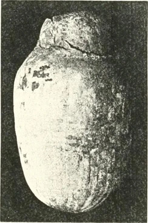 An illustration from The Cemeteries of Abydos, 1913, leaf 104