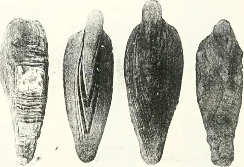 An illustration from The Cemeteries of Abydos, 1913, leaf 108