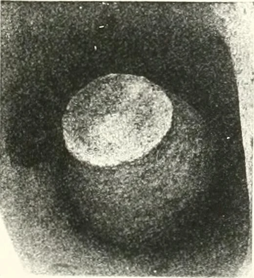 An illustration from The Cemeteries of Abydos, 1913, leaf 70