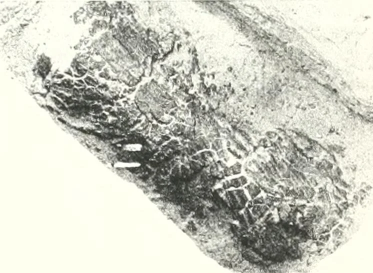 An illustration from The Cemeteries of Abydos, 1913, leaf 72