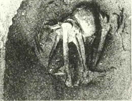 An illustration from The Cemeteries of Abydos, 1913, leaf 72