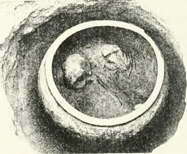 An illustration from The Cemeteries of Abydos, 1913, leaf 72