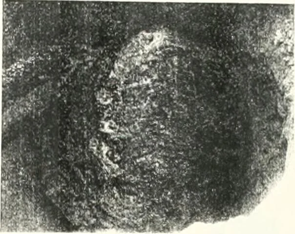An illustration from The Cemeteries of Abydos, 1913, leaf 74