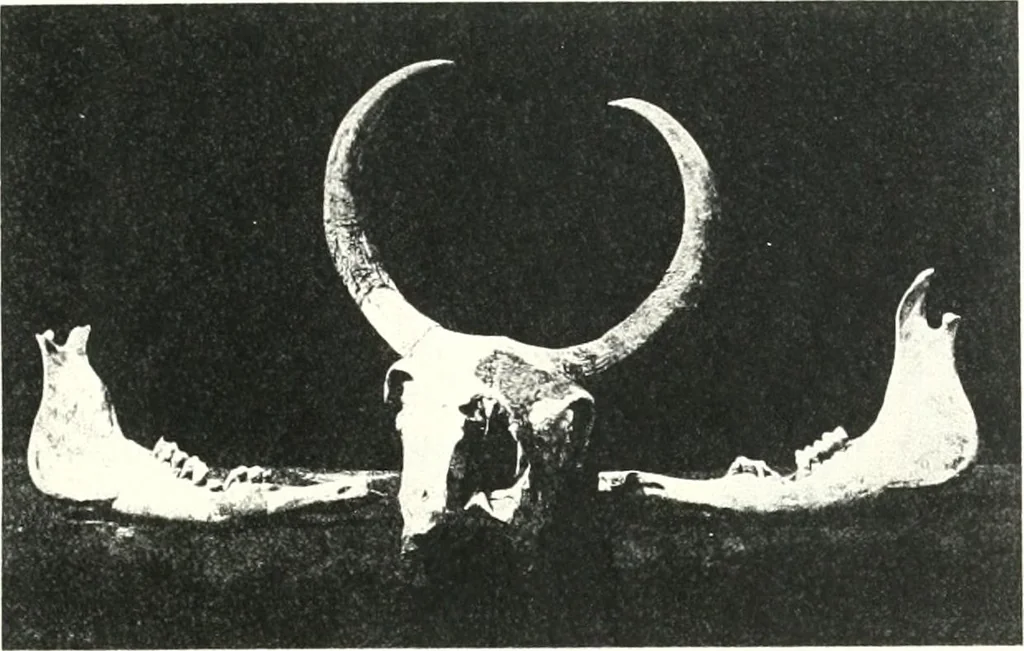 An illustration from The Cemeteries of Abydos, 1913, leaf 98
