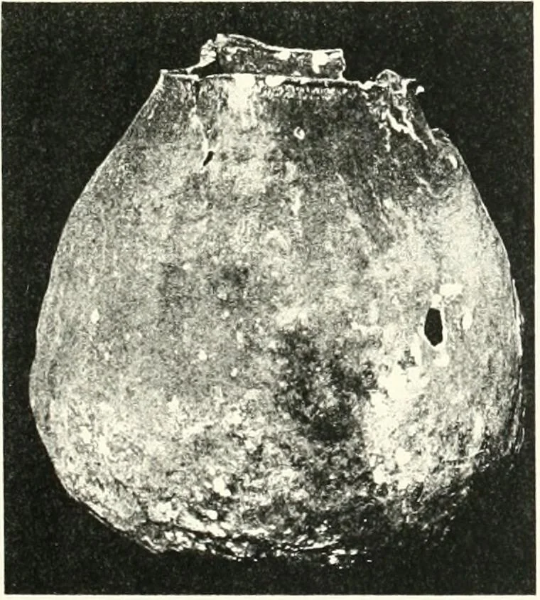 An illustration from The Cemeteries of Abydos, 1913, leaf 98