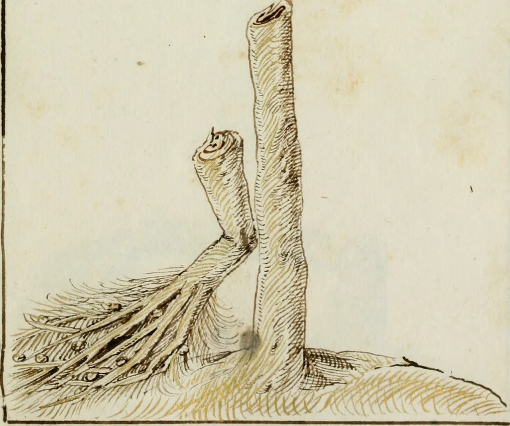An illustration from Cento imprese, 1615, leaf 42
