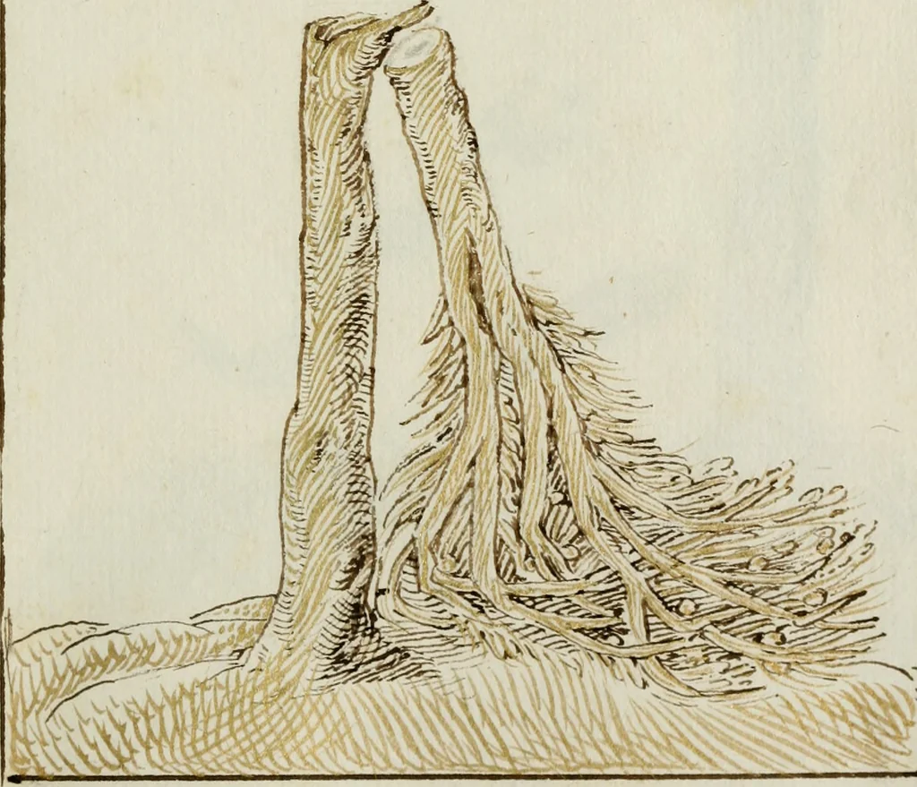 An illustration from Cento imprese, 1615, leaf 52