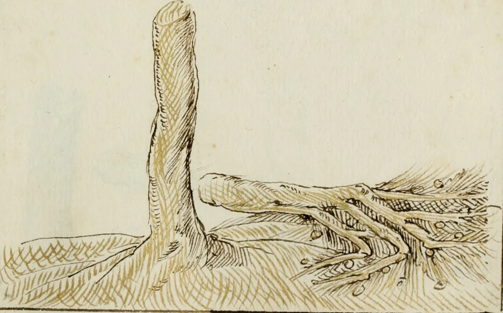 An illustration from Cento imprese, 1615, leaf 56