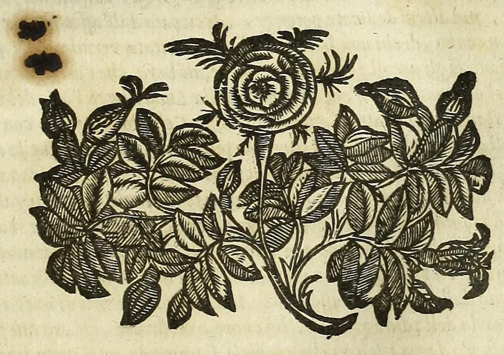 An illustration from Cento novelle amorose de i signori accademici incogniti. Diuise in trè parti, 1651, leaf 669