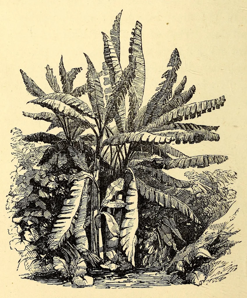 An illustration from Central Africa, Japan and Fiji: a story of missionary enterprise, trials and triumphs, 1882, leaf 12