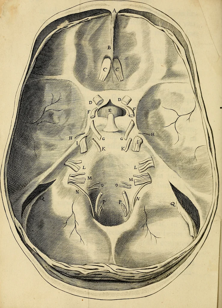 An illustration from Cerebri anatome : cui accessit nervorum descriptio et usus, 1664, leaf 117