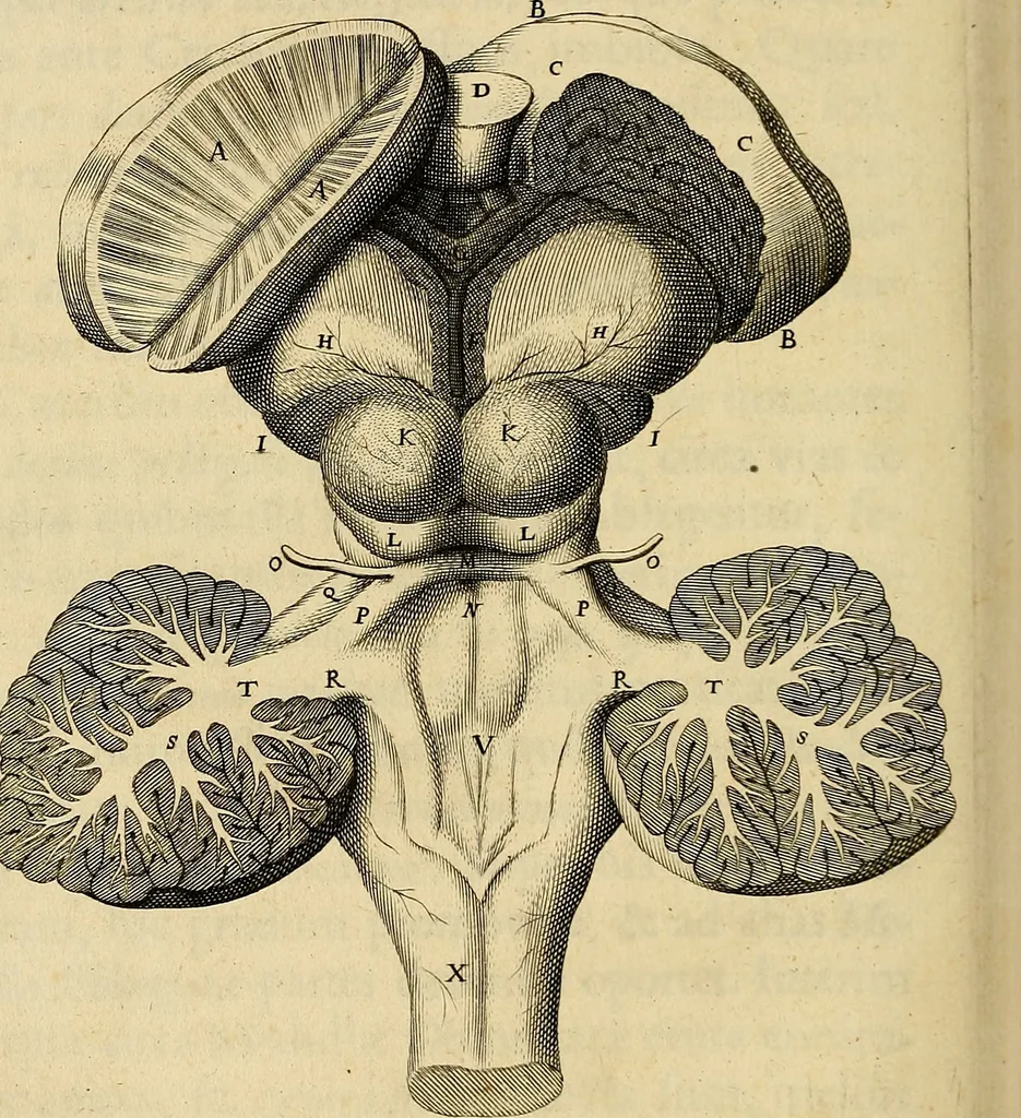 An illustration from Cerebri anatome : cui accessit nervorum descriptio et usus, 1664, leaf 231