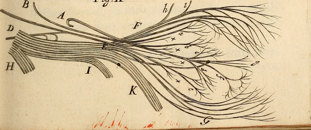 An illustration from Cerebri anatome : cui accessit nervorum descriptio et usus, 1664, leaf 368
