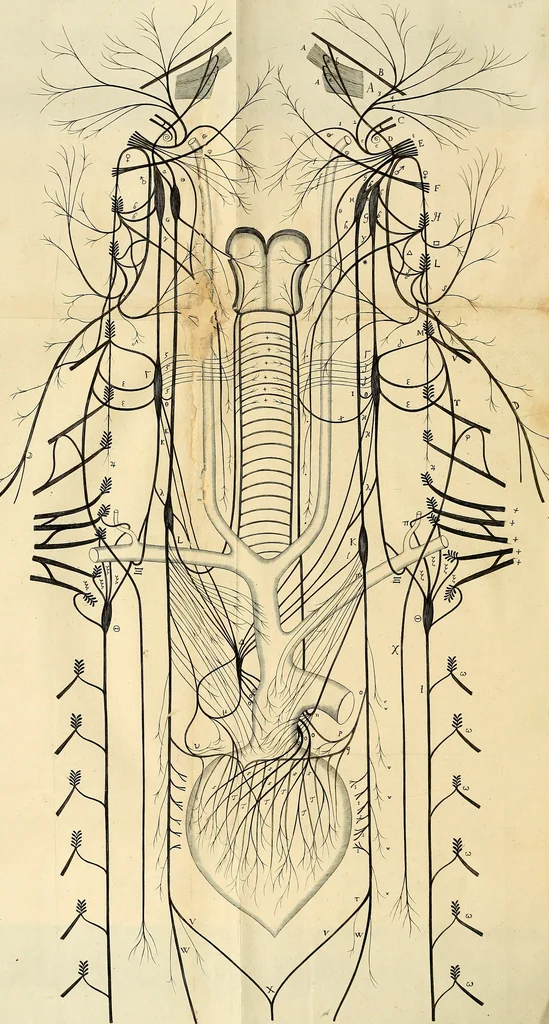 An illustration from Cerebri anatome : cui accessit nervorum descriptio et usus, 1664, leaf 493
