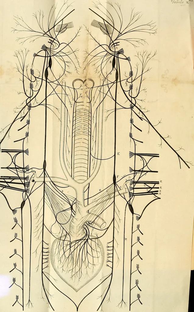 An illustration from Cerebri anatome : cui accessit nervorum descriptio et usus, 1664, leaf 505