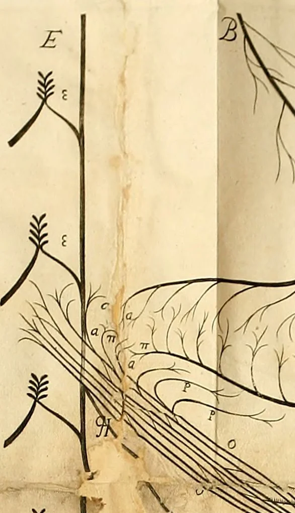 An illustration from Cerebri anatome : cui accessit nervorum descriptio et usus, 1664, leaf 509