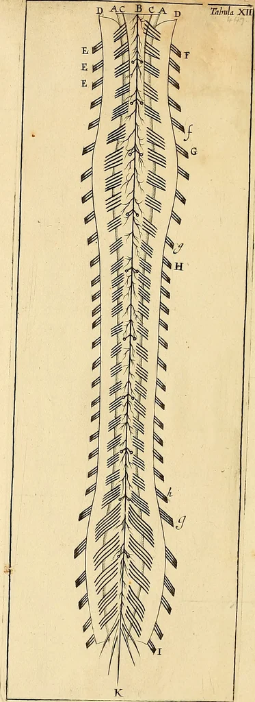 An illustration from Cerebri anatome : cui accessit nervorum descriptio et usus, 1664, leaf 519