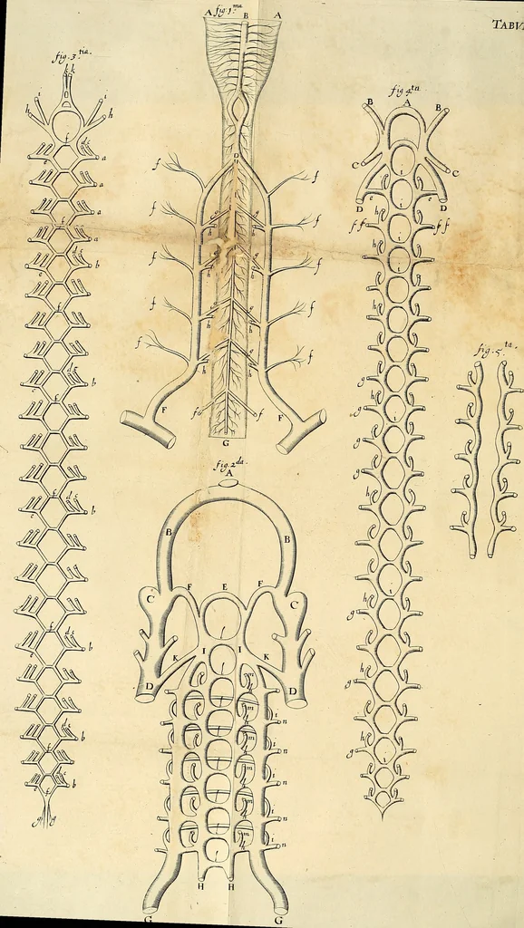 An illustration from Cerebri anatome : cui accessit nervorum descriptio et usus, 1664, leaf 523