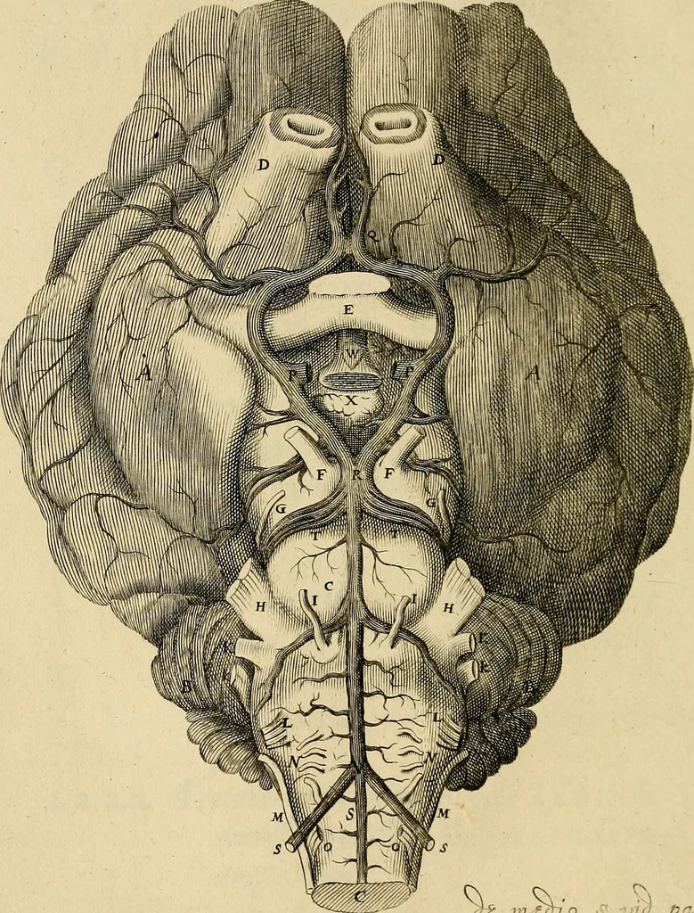 An illustration from Cerebri anatome : cui accessit nervorum descriptio et usus, 1664, leaf 75