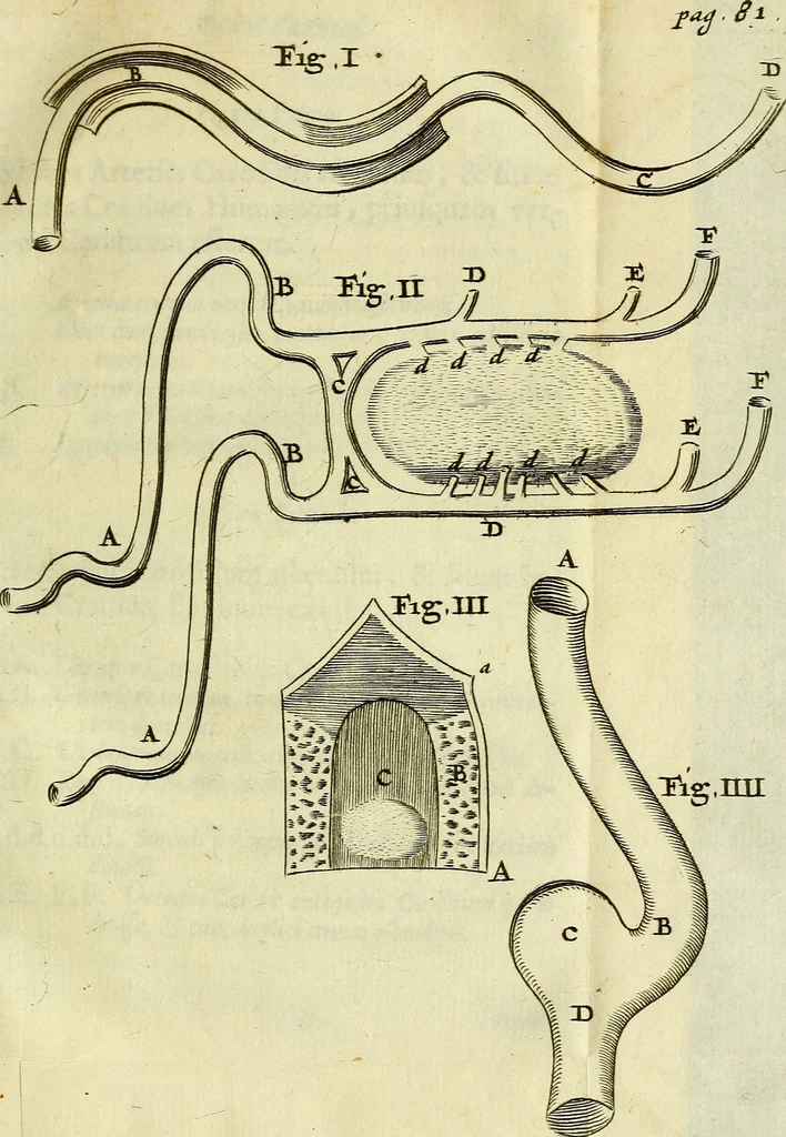 An illustration from Cerebri anatome : cui accessit nervorum descriptio et usus, 1666, leaf 114
