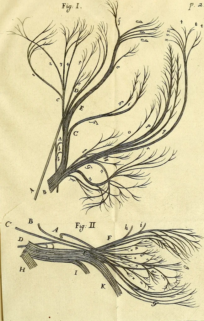 An illustration from Cerebri anatome : cui accessit nervorum descriptio et usus, 1666, leaf 262