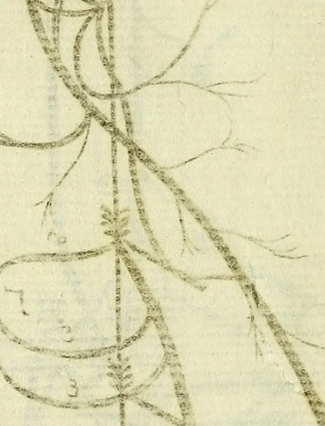 An illustration from Cerebri anatome : cui accessit nervorum descriptio et usus, 1666, leaf 361