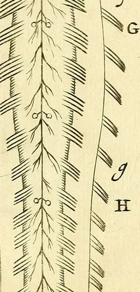 An illustration from Cerebri anatome : cui accessit nervorum descriptio et usus, 1666, leaf 370