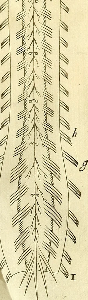 An illustration from Cerebri anatome : cui accessit nervorum descriptio et usus, 1666, leaf 370