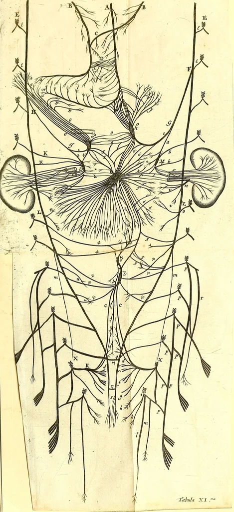 An illustration from Cerebri anatome : cui accessit nervorum descriptio et usus, 1666, leaf 374