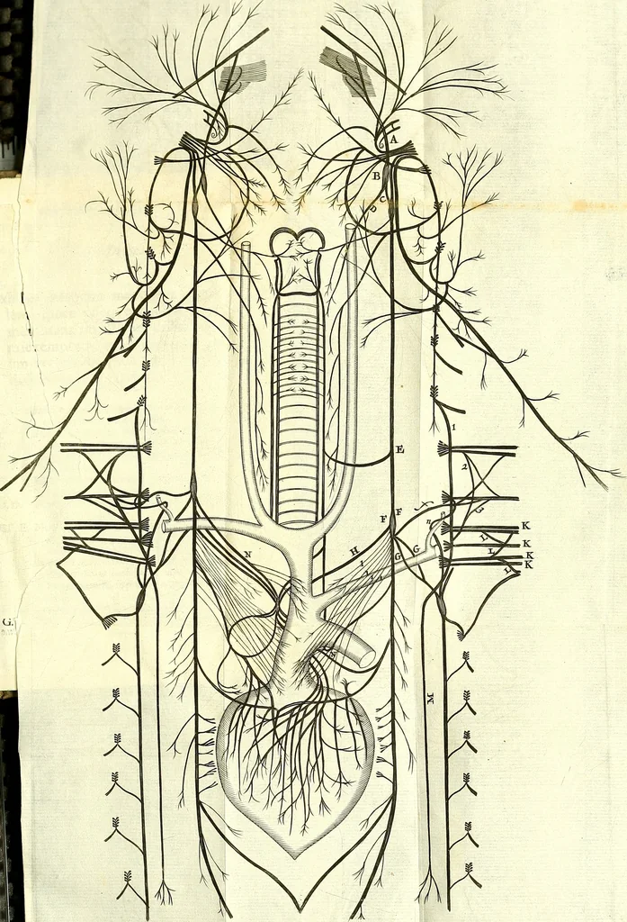 An illustration from Cerebri anatome : cui accessit nervorum descriptio et usus, 1666, leaf 382
