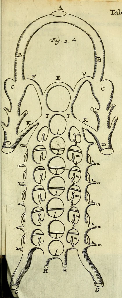 An illustration from Cerebri anatome : cui accessit nervorum descriptio et usus, 1666, leaf 386