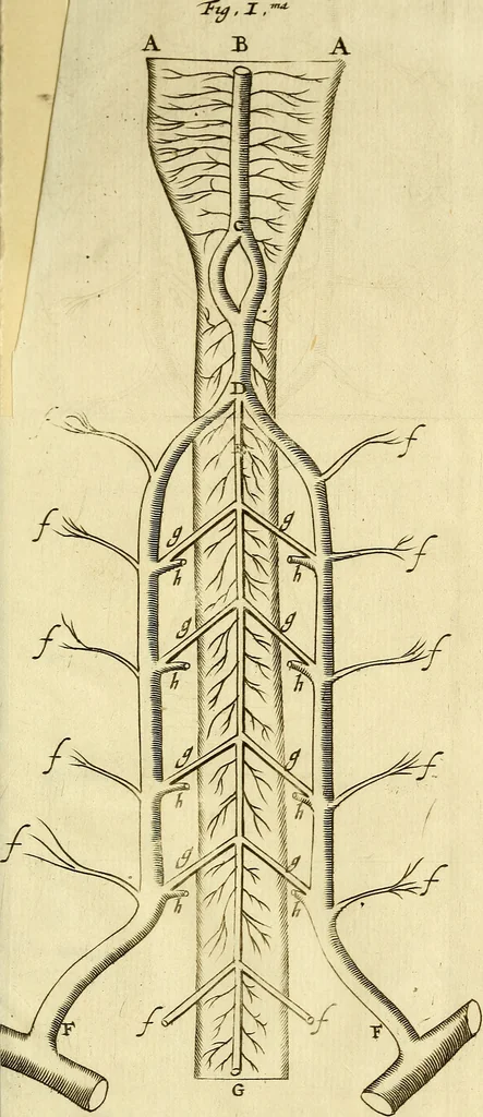 An illustration from Cerebri anatome : cui accessit nervorum descriptio et usus, 1666, leaf 388
