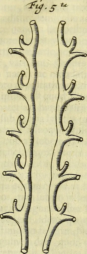 An illustration from Cerebri anatome : cui accessit nervorum descriptio et usus, 1666, leaf 408