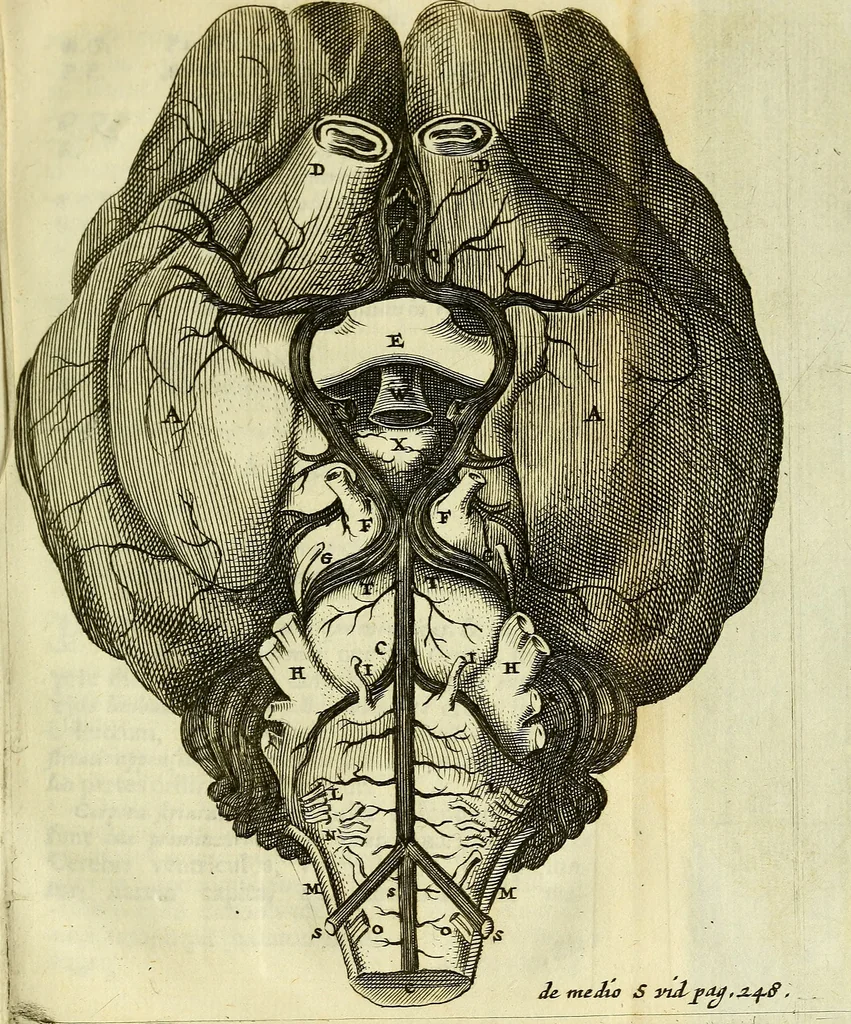 An illustration from Cerebri anatome : cui accessit nervorum descriptio et usus, 1666, leaf 44