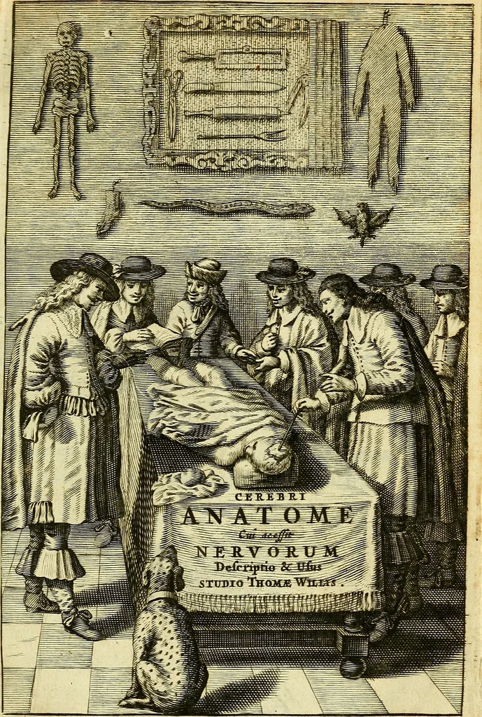 An illustration from Cerebri anatome : cui accessit nervorum descriptio et usus, 1666, leaf 6