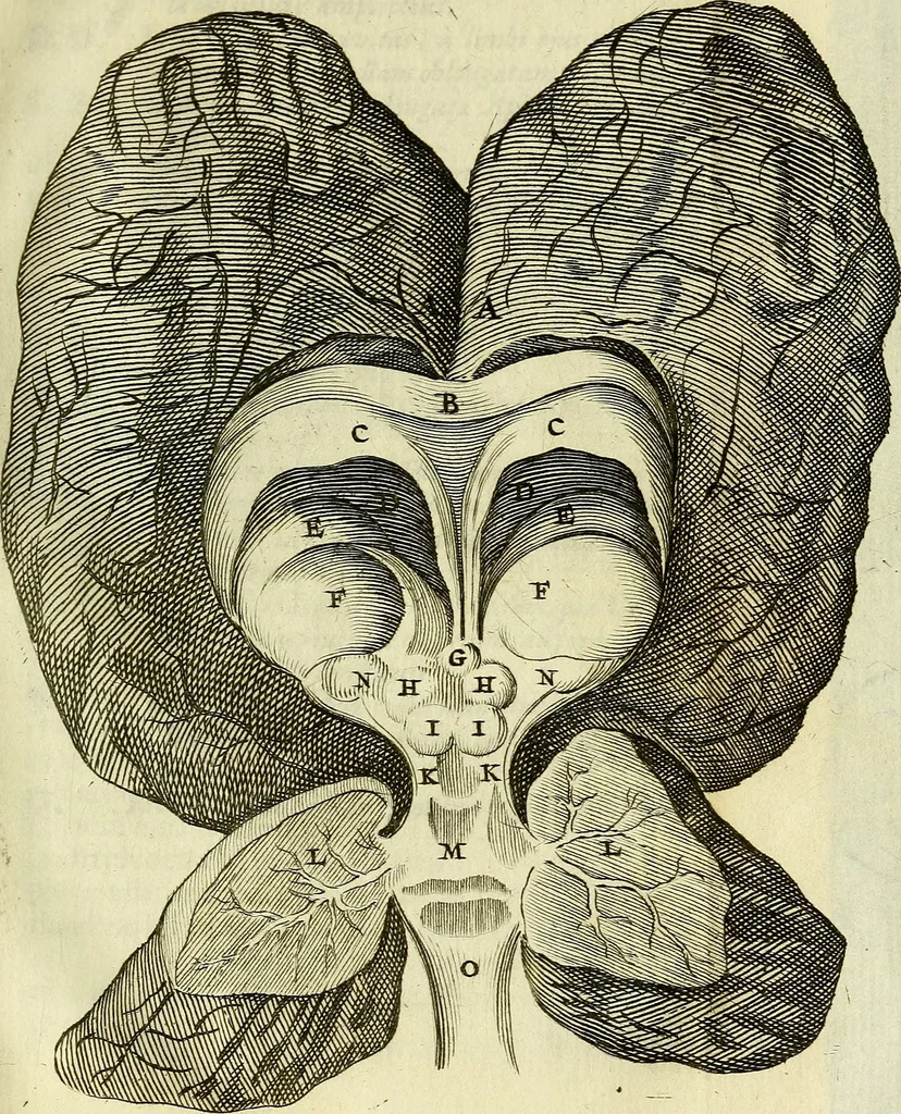 An illustration from Cerebri anatome : cui accessit nervorum descriptio et usus, 1666, leaf 66
