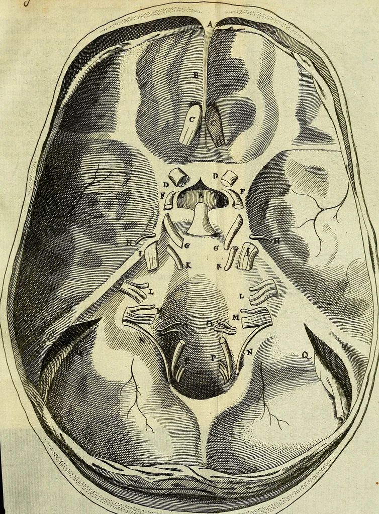 An illustration from Cerebri anatome : cui accessit nervorum descriptio et usus, 1666, leaf 76