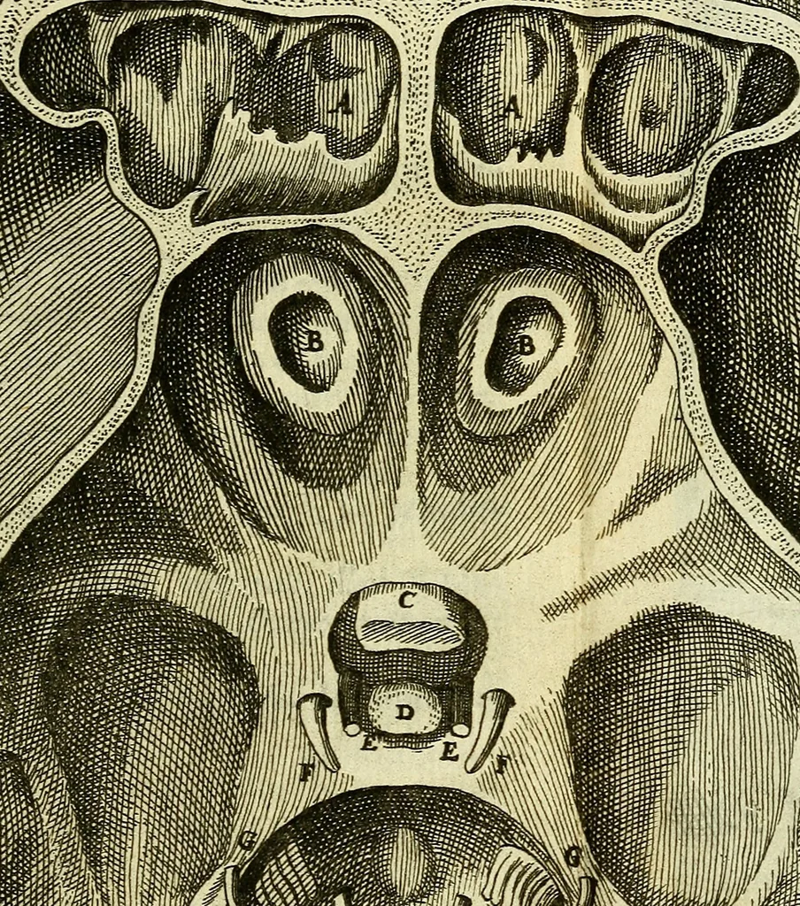 An illustration from Cerebri anatome : cui accessit nervorum descriptio et usus, 1666, leaf 80