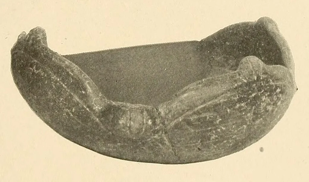 An illustration from Certain archaeological investigations in Trinidad, British West Indies, 1918, leaf 13