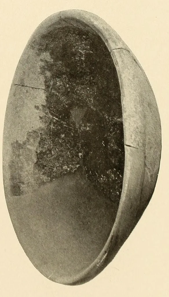 An illustration from Certain archaeological investigations in Trinidad, British West Indies, 1918, leaf 17