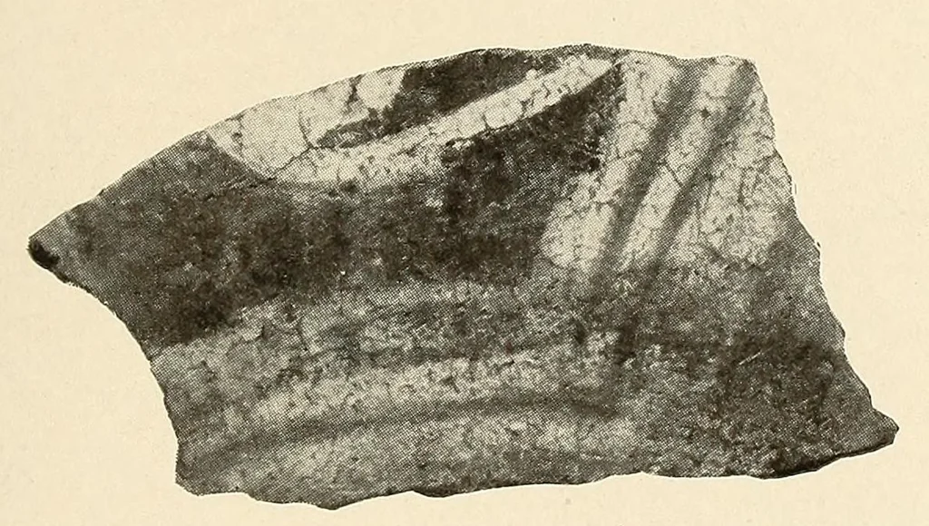 An illustration from Certain archaeological investigations in Trinidad, British West Indies, 1918, leaf 27