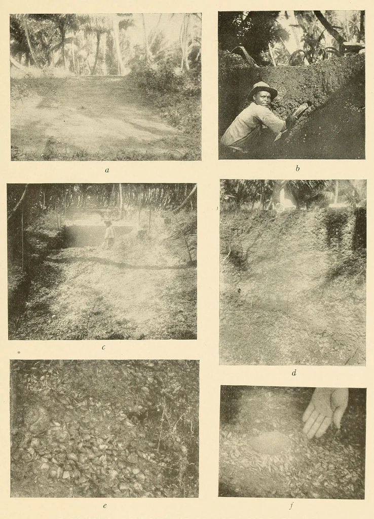 An illustration from Certain archaeological investigations in Trinidad, British West Indies, 1918, leaf 5