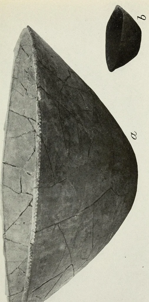 An illustration from Certain Caddo sites in Arkansas, 1920, leaf 237
