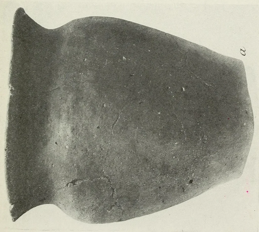 An illustration from Certain Caddo sites in Arkansas, 1920, leaf 295