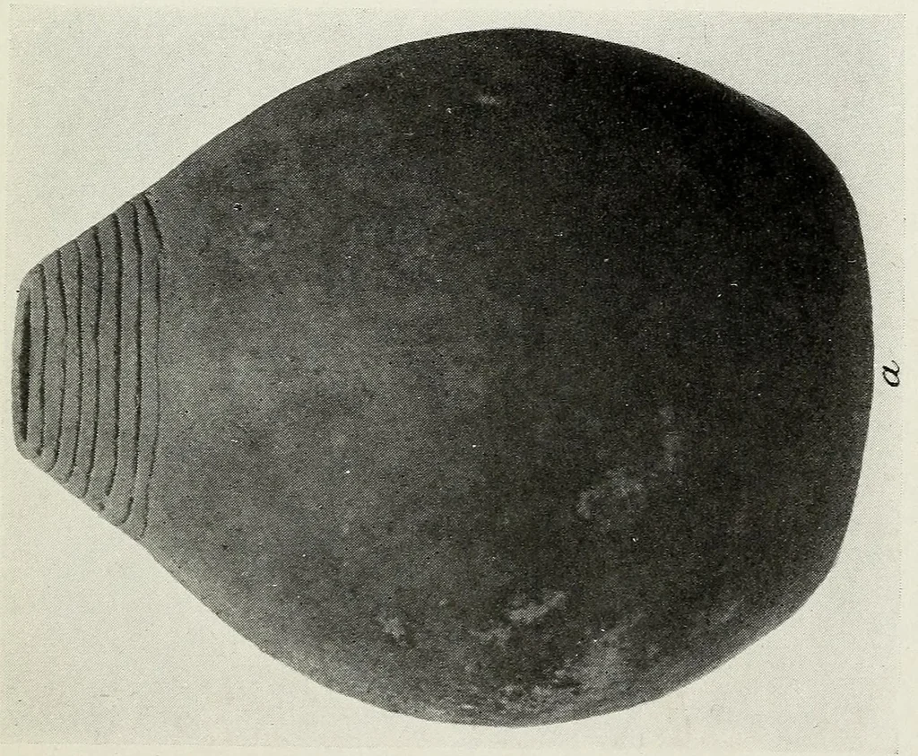 An illustration from Certain Caddo sites in Arkansas, 1920, leaf 389