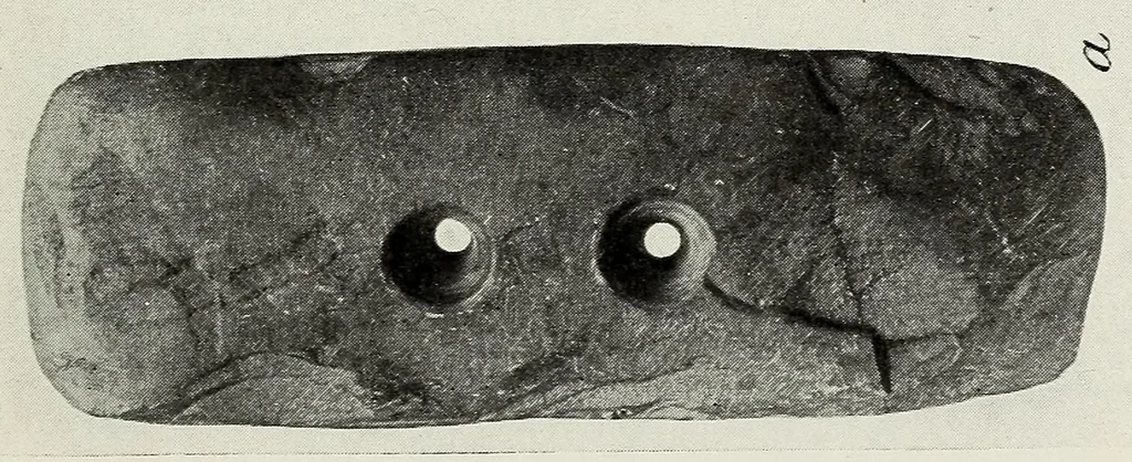 An illustration from Certain Caddo sites in Arkansas, 1920, leaf 501